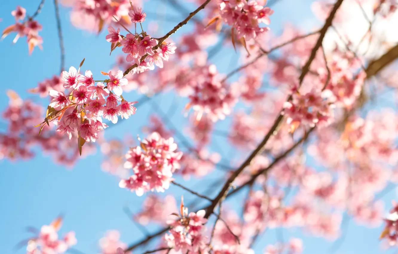 Photo wallpaper the sky, branches, spring, Sakura, flowering, pink, blossom, sakura