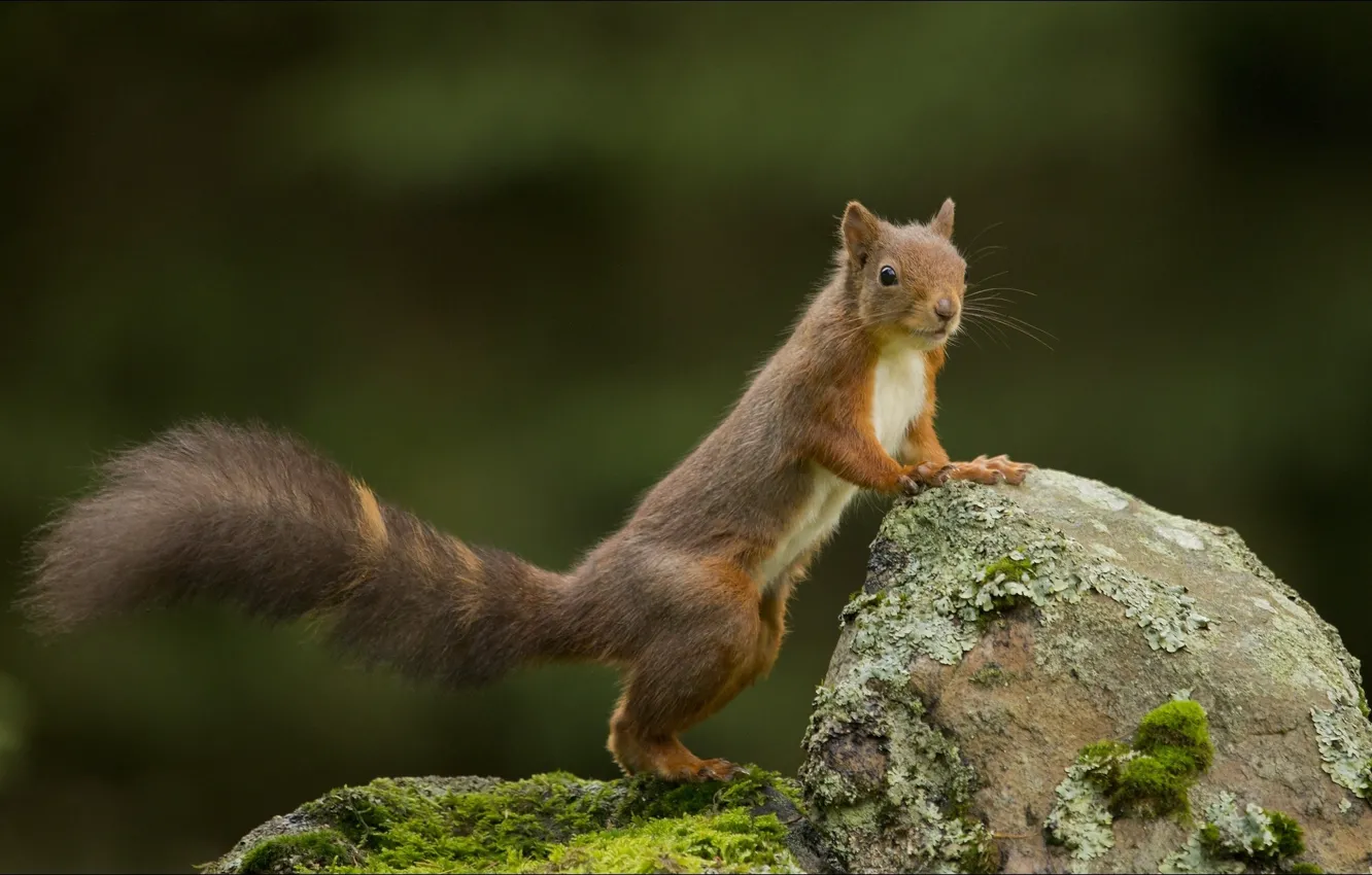 Photo wallpaper nature, animal, protein, erotica)