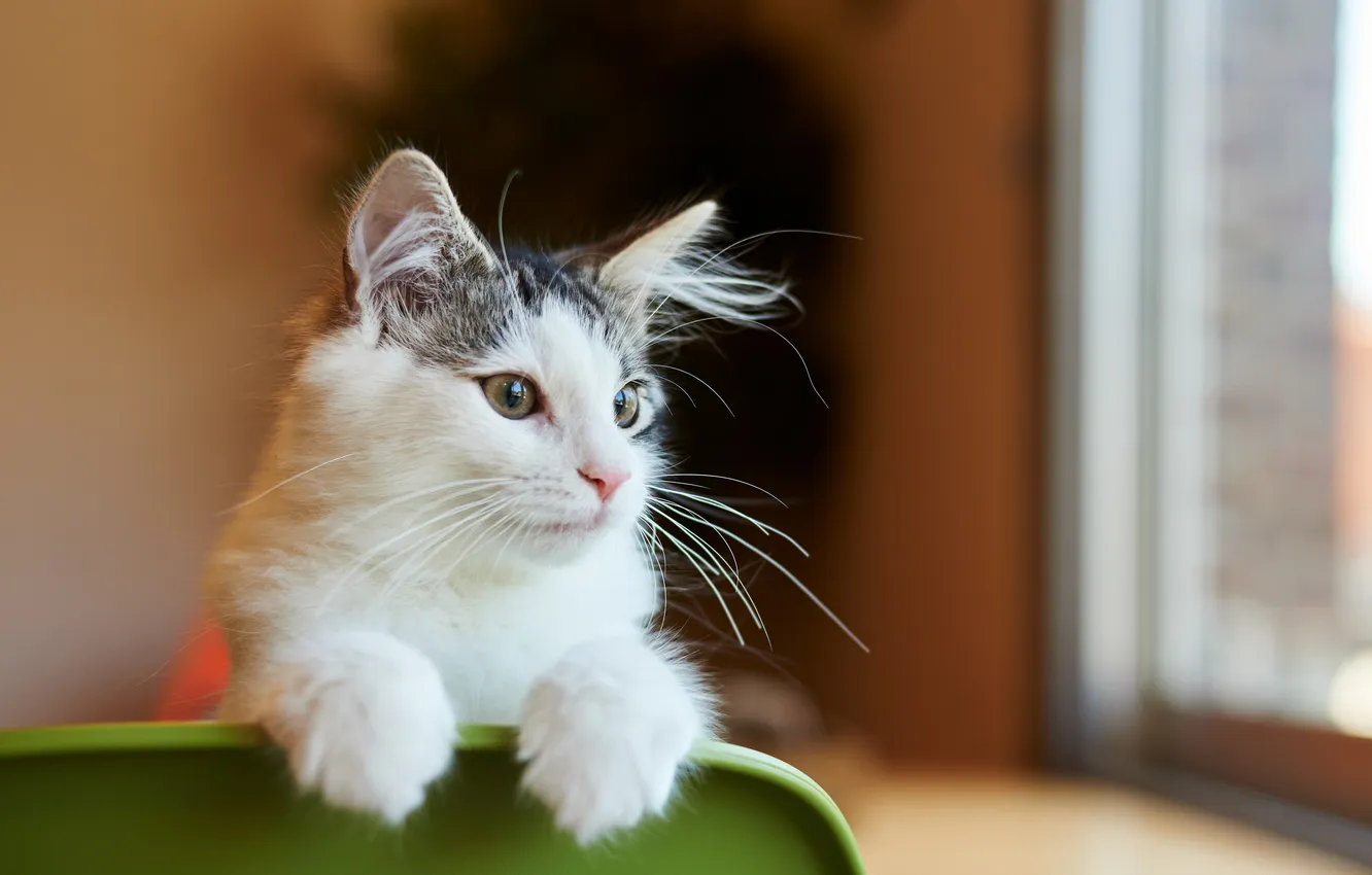 Photo wallpaper cat, look, background