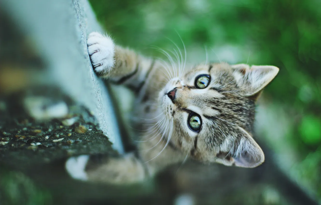 Photo wallpaper cat, small, kitty