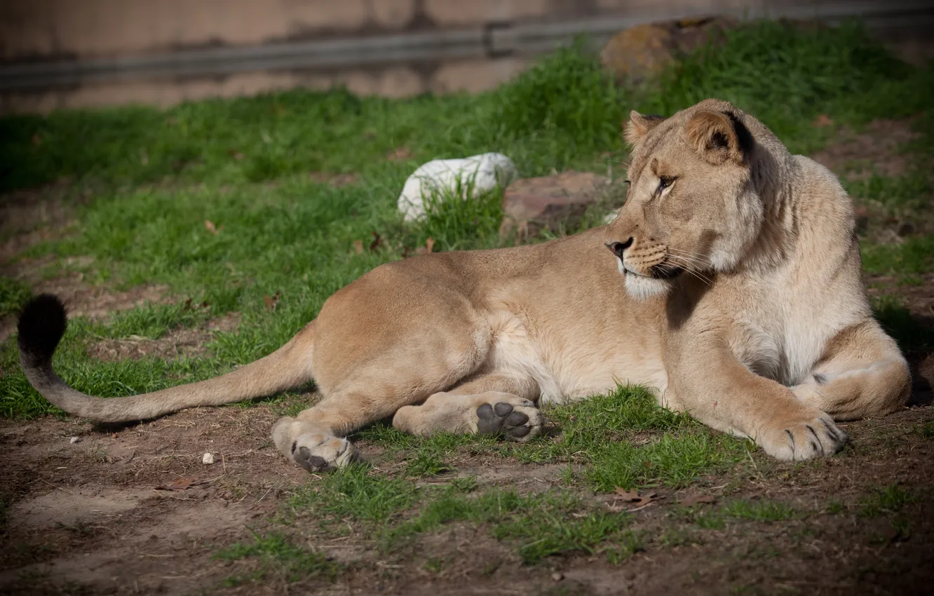 Photo wallpaper cat, grass, stay, lioness