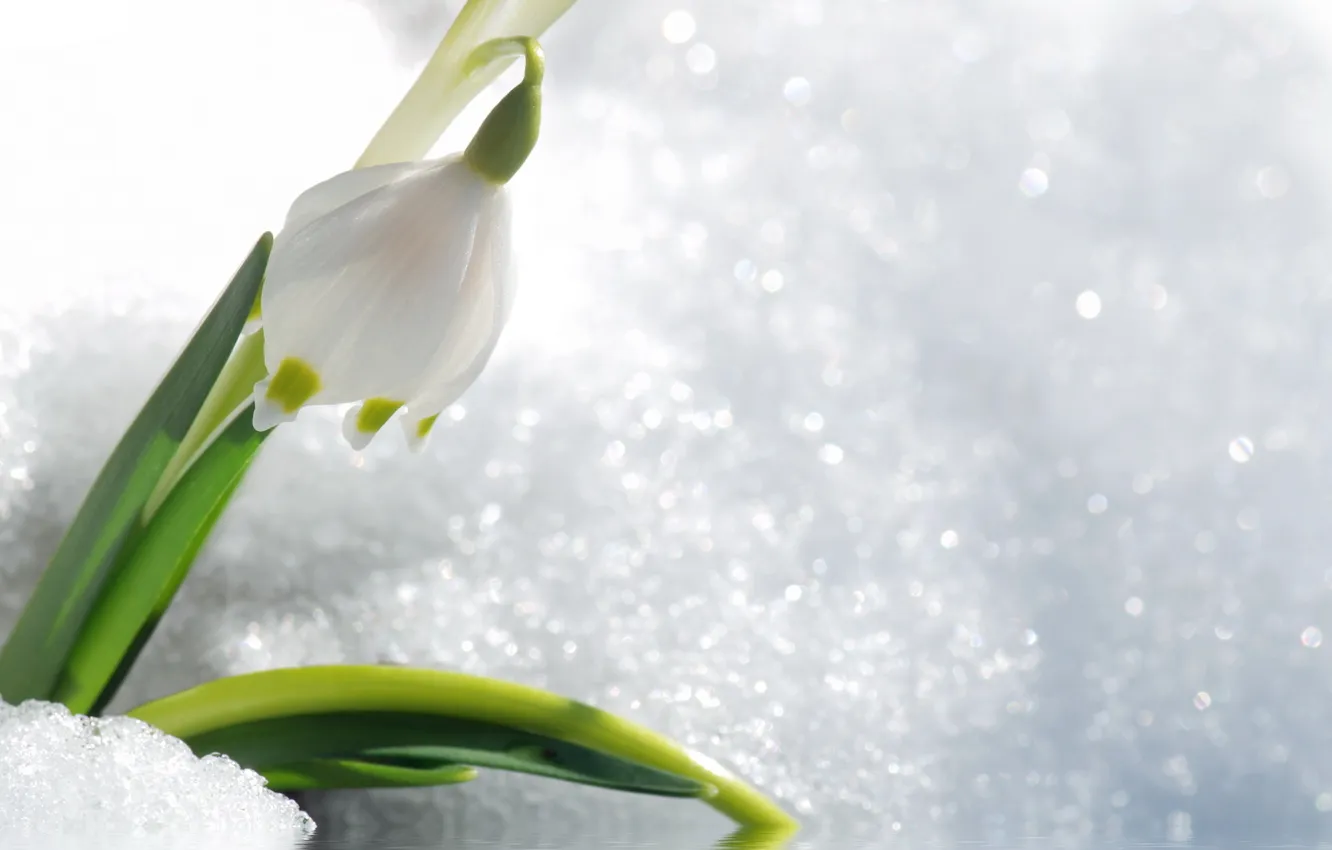Photo wallpaper snow, flowers, spring, primrose