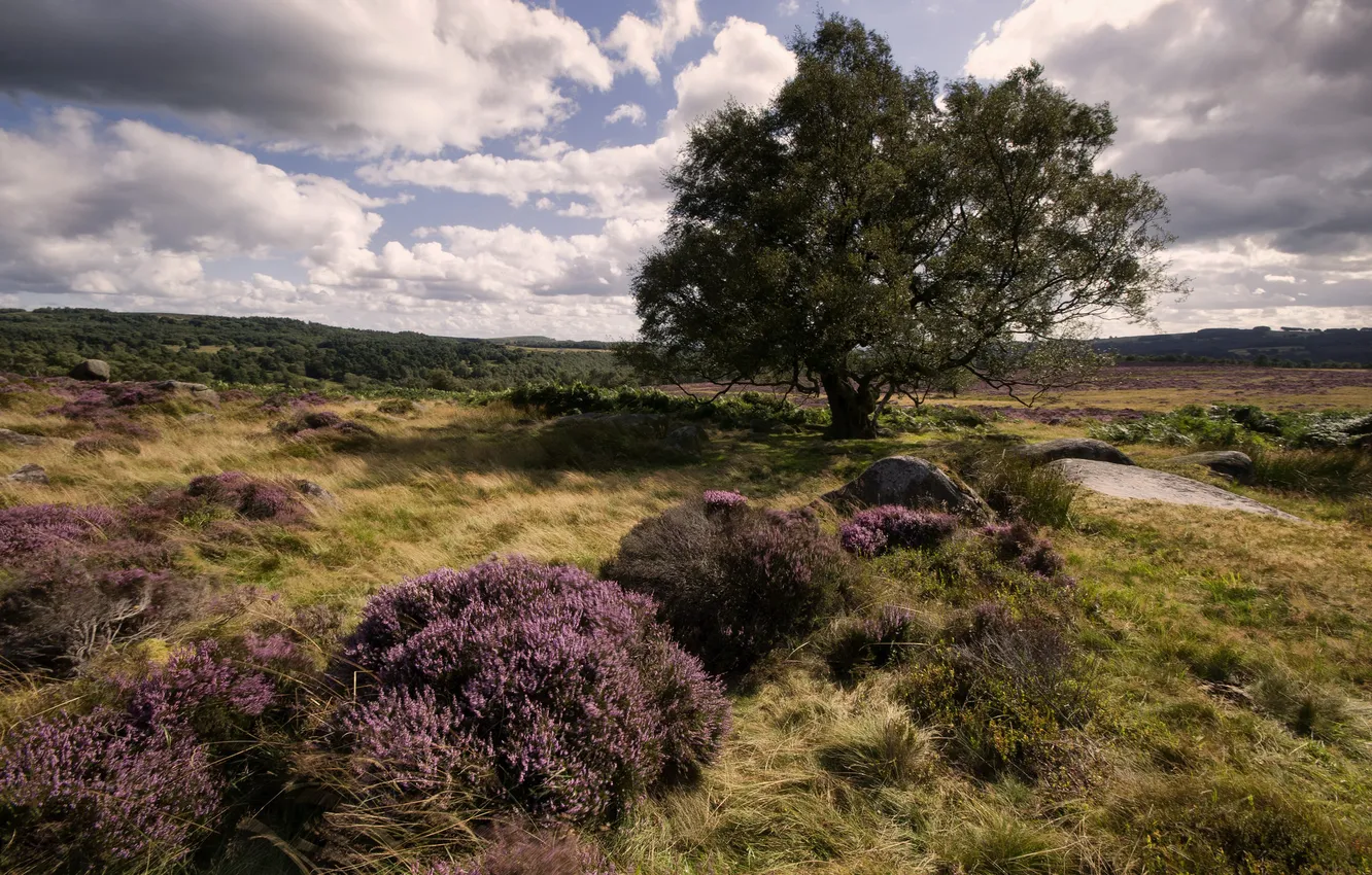 Photo wallpaper field, summer, landscape, nature