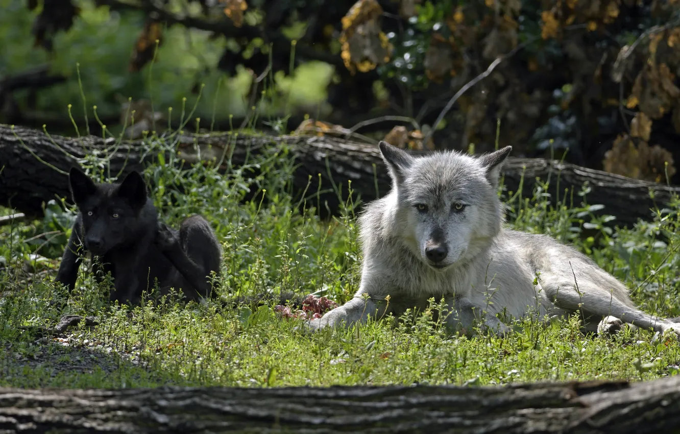 Photo wallpaper grass, look, predators, wolves, cub