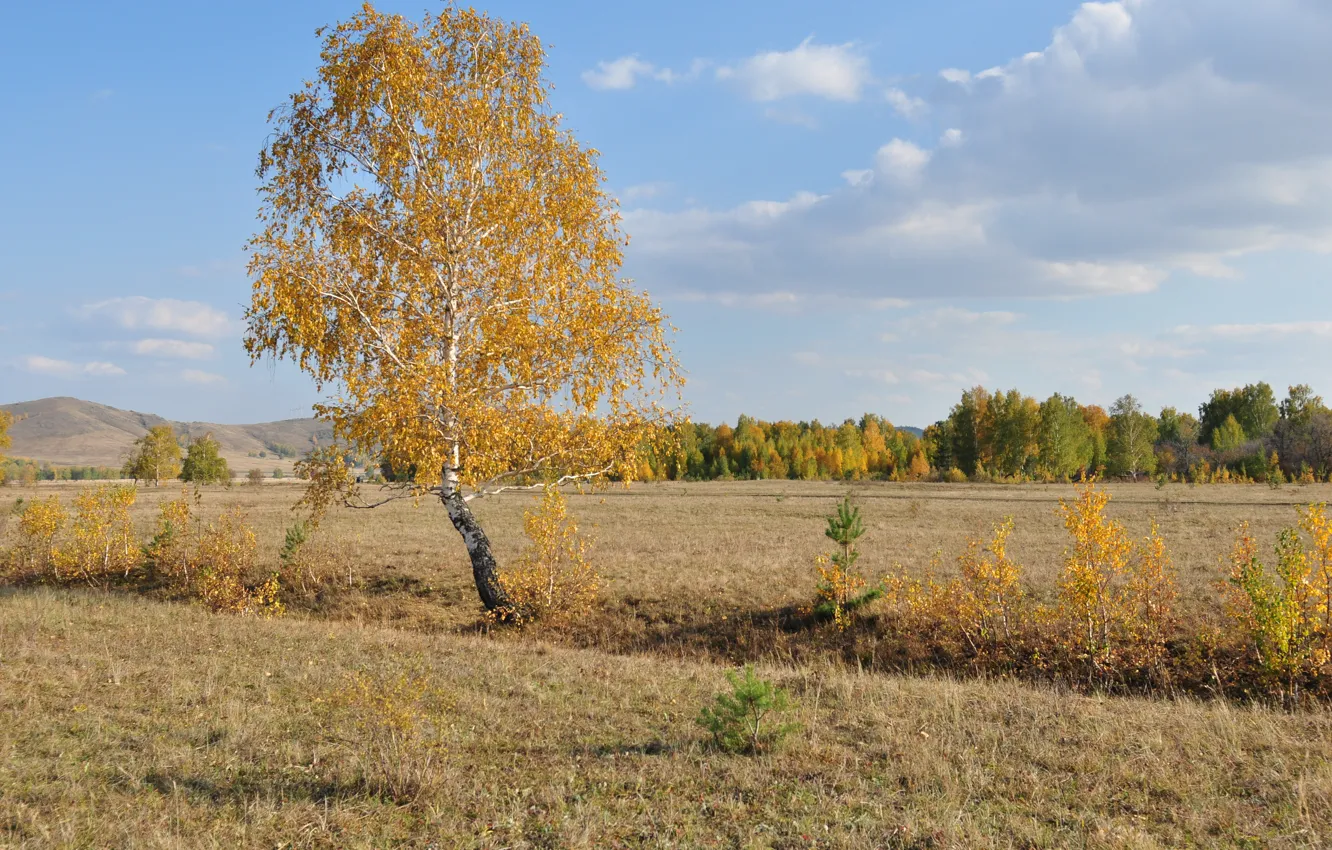 Photo wallpaper field, autumn, the sky, grass, birch