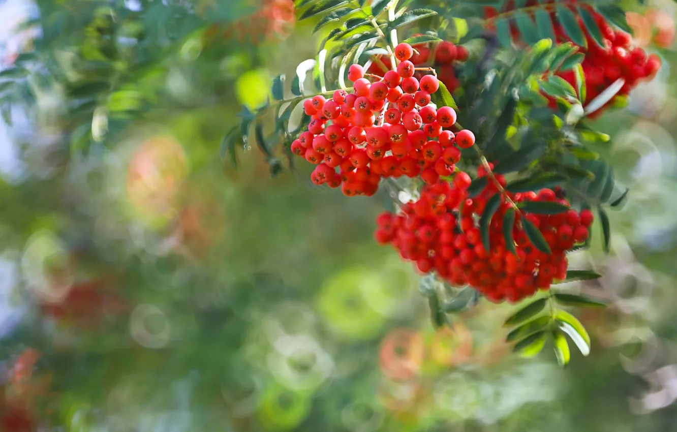Photo wallpaper berries, branch, Rowan, bokeh, bunches of Rowan