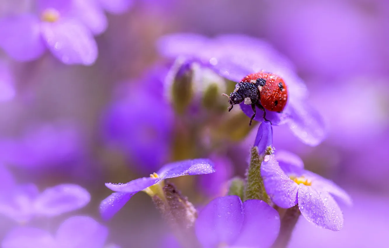 Photo wallpaper summer, drops, macro, flowers, Rosa, ladybug, beetle, blur