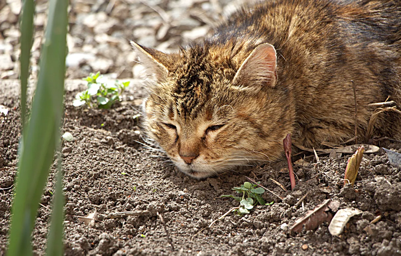 Photo wallpaper cat, flowers, flowerbed, the garden
