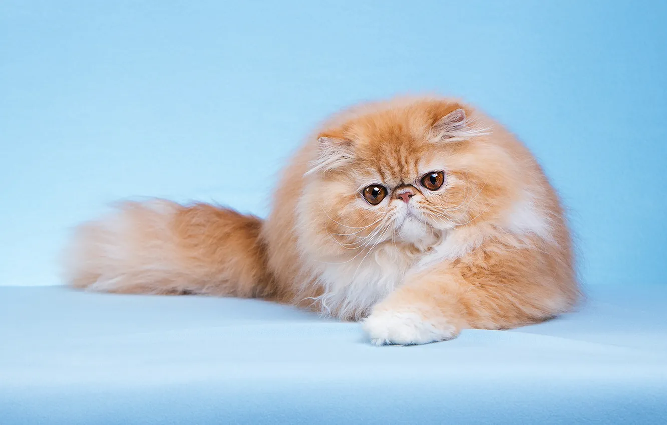 Photo wallpaper cat, cat, look, pose, face