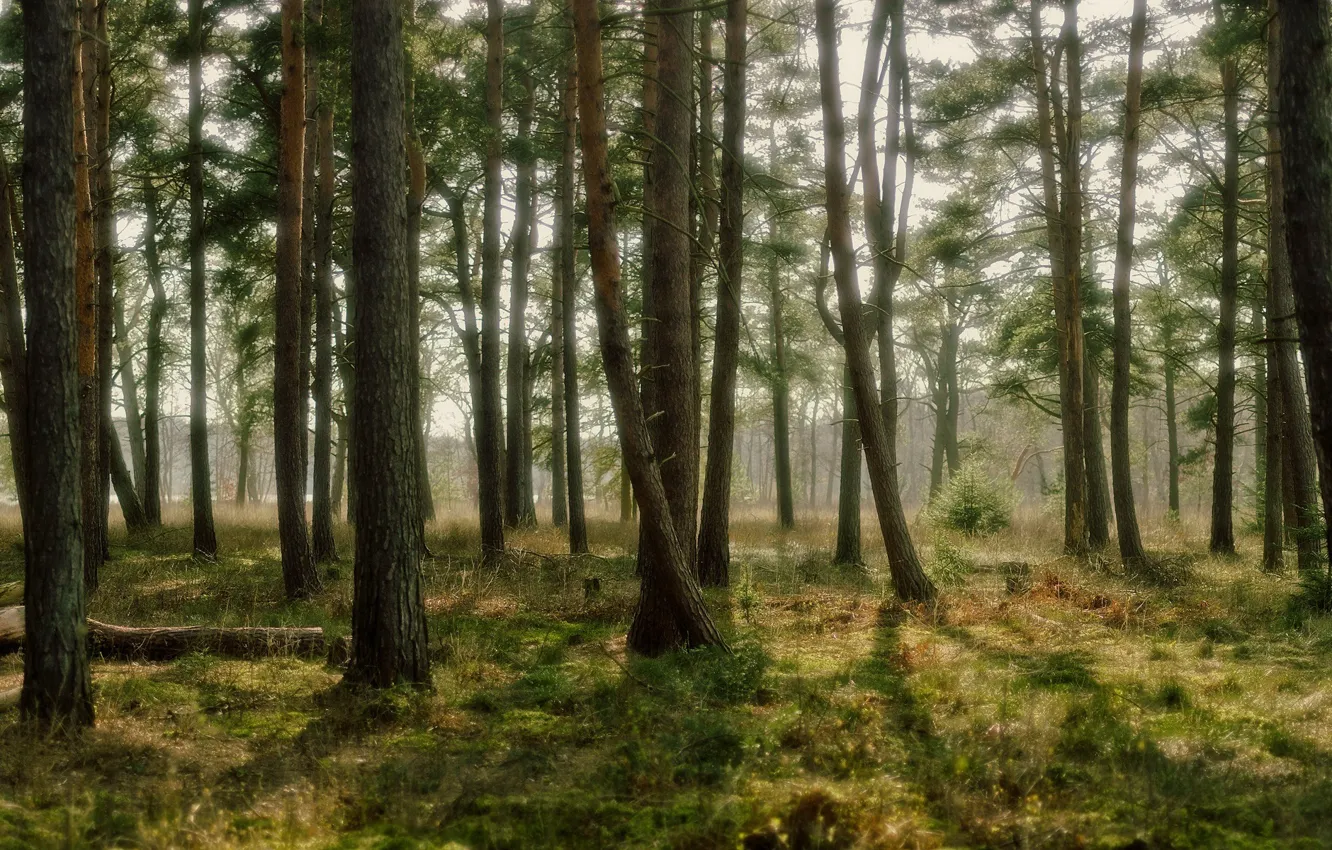 Photo wallpaper forest, grass, light, trees, nature