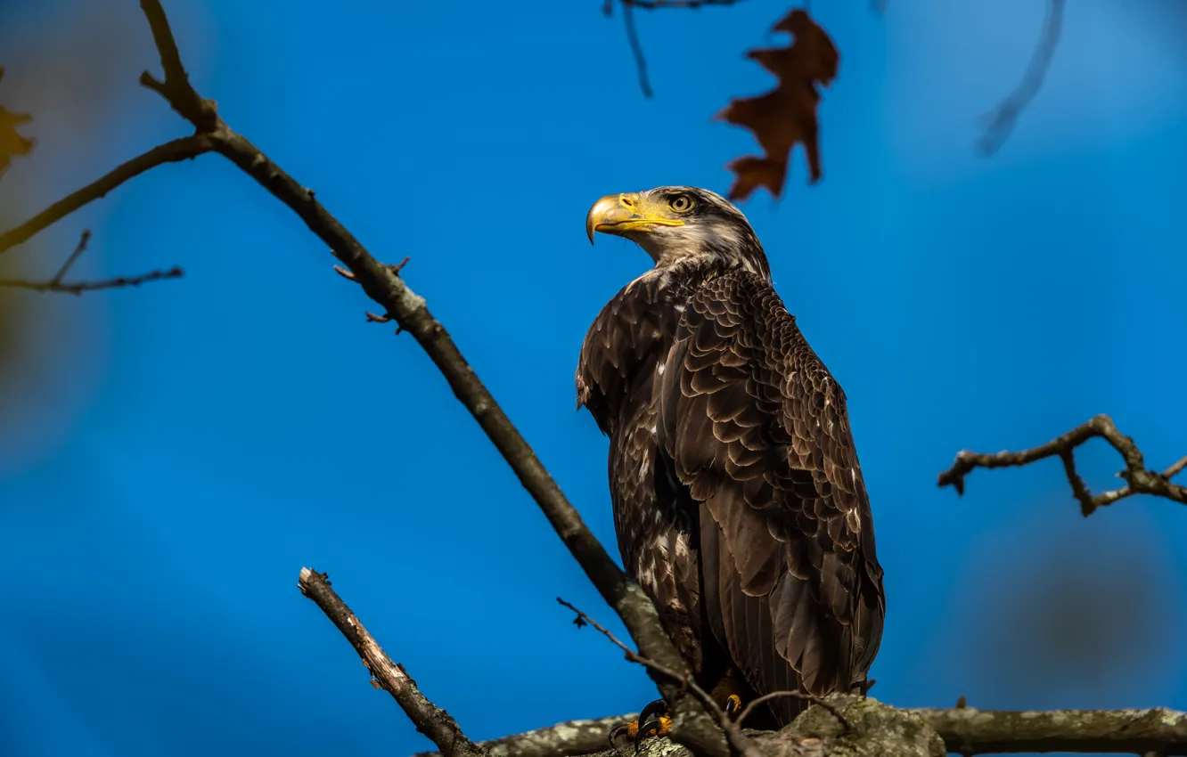 Photo wallpaper the sky, look, trees, branches, blue, bird, eagle, blue background