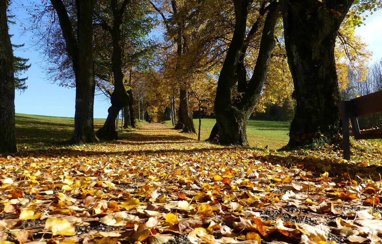 Photo wallpaper road, autumn, falling leaves