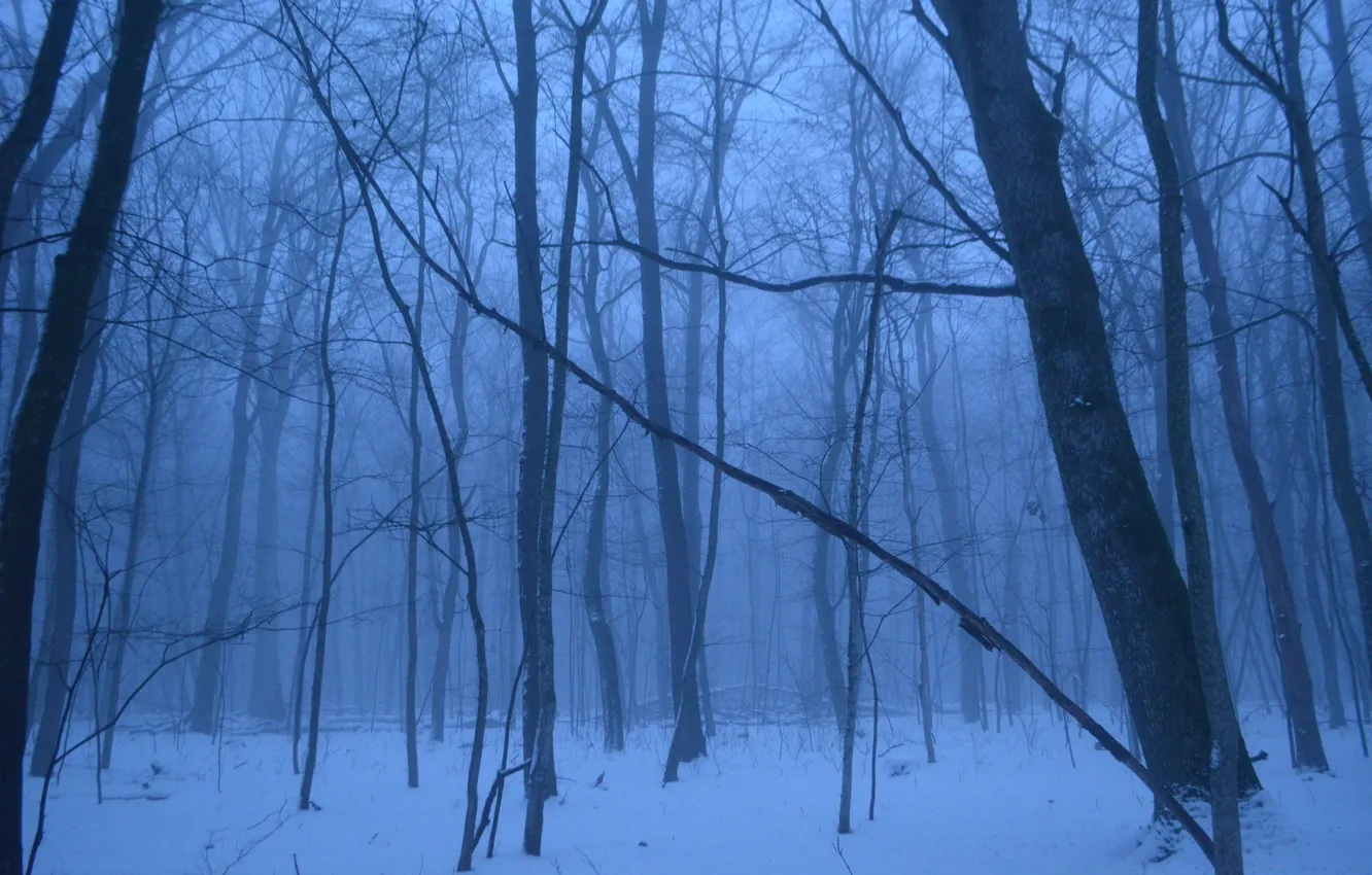 Photo wallpaper winter, forest, snow, trees, nature, fog