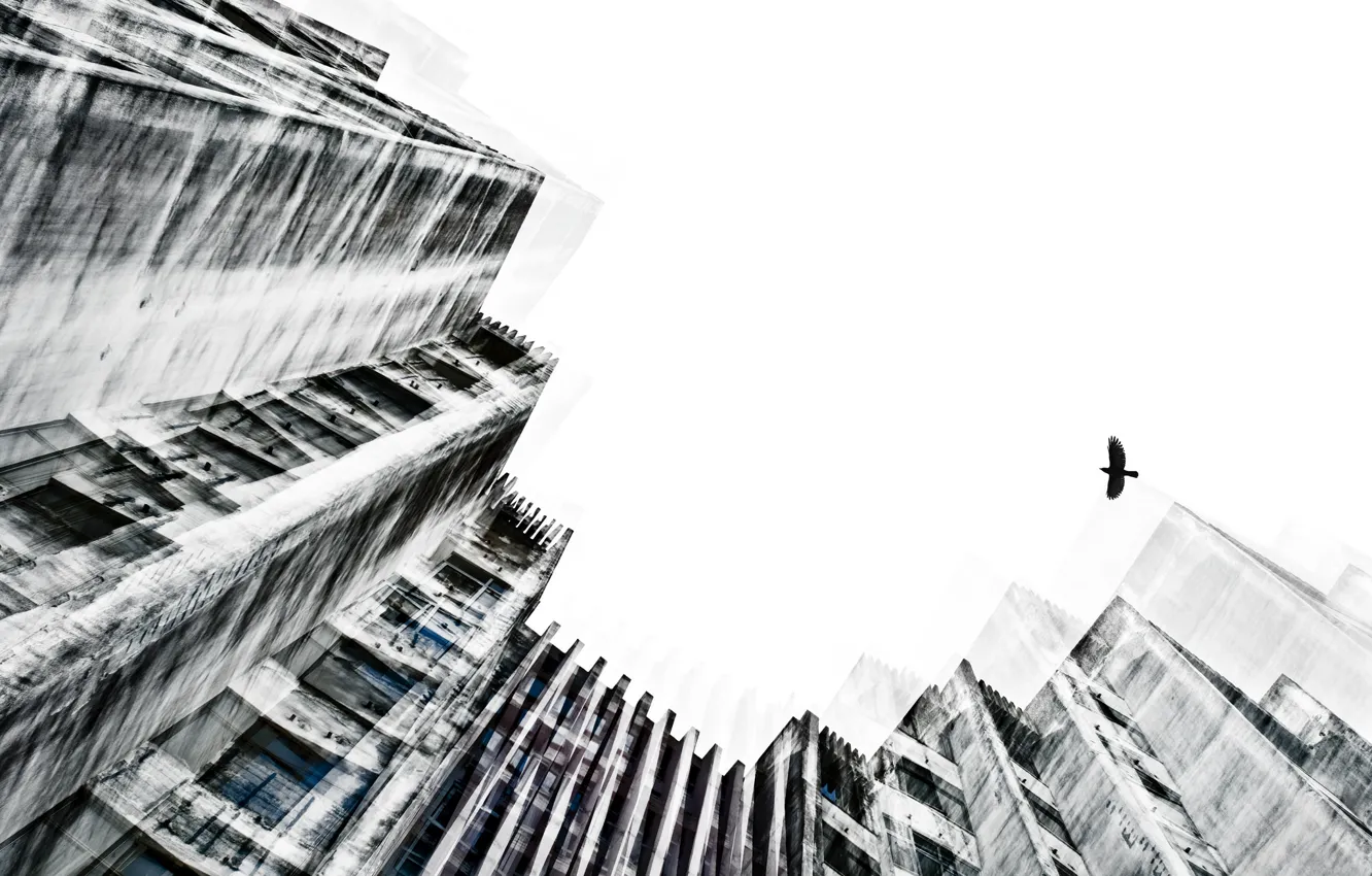 Photo wallpaper the city, background, bird