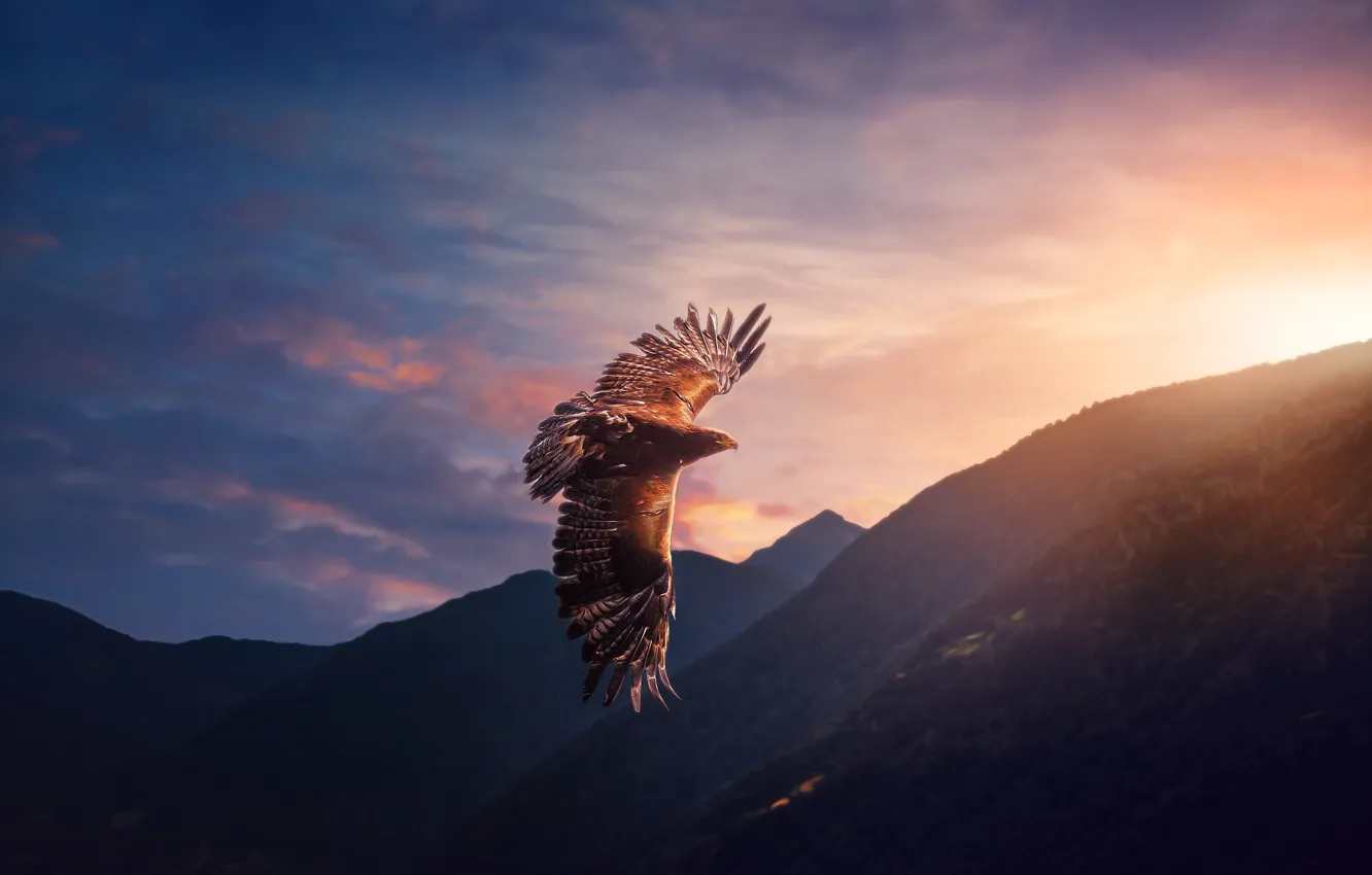 Photo wallpaper the sky, flight, bird, eagle, predator