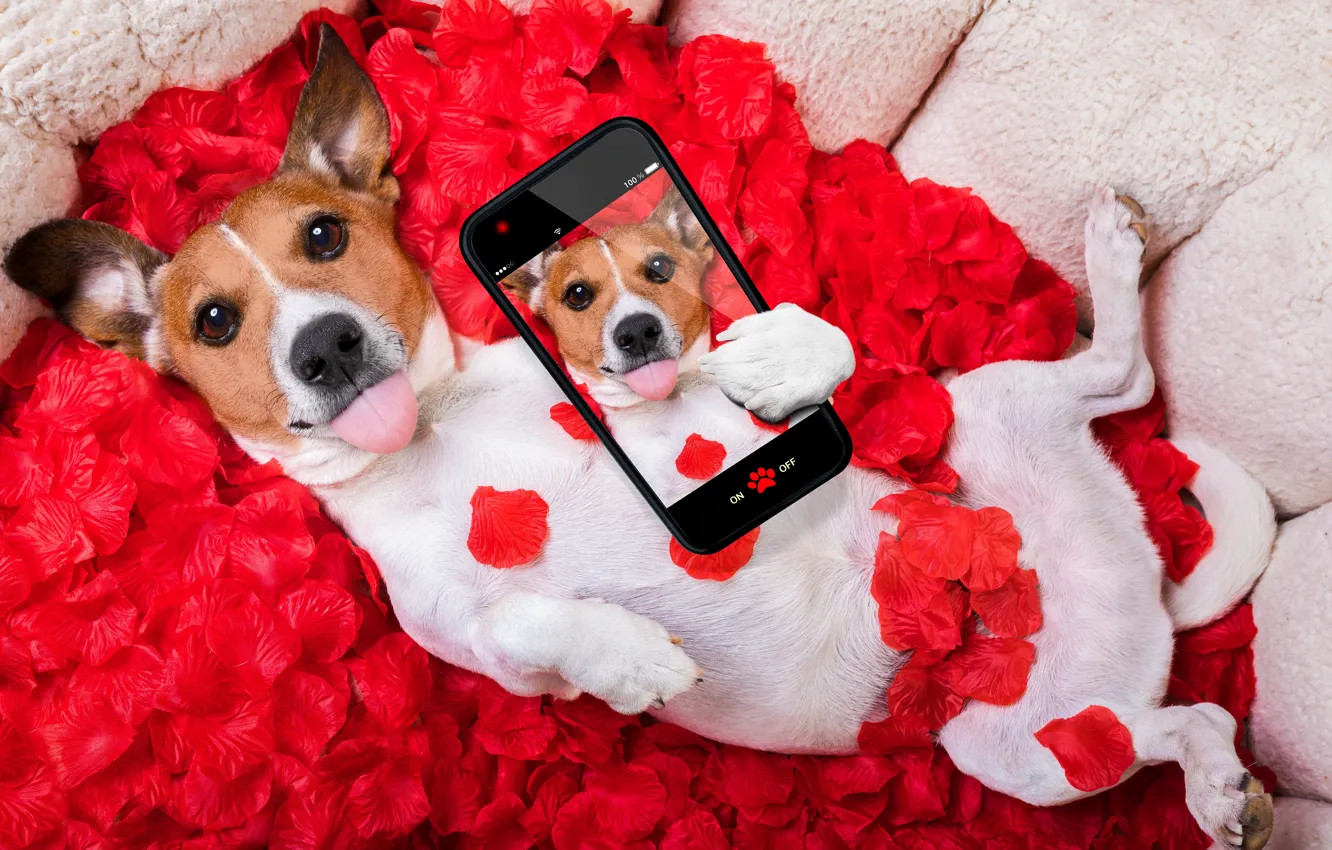 Photo wallpaper dog, petals, red, love, rose, red rose, dog, romantic