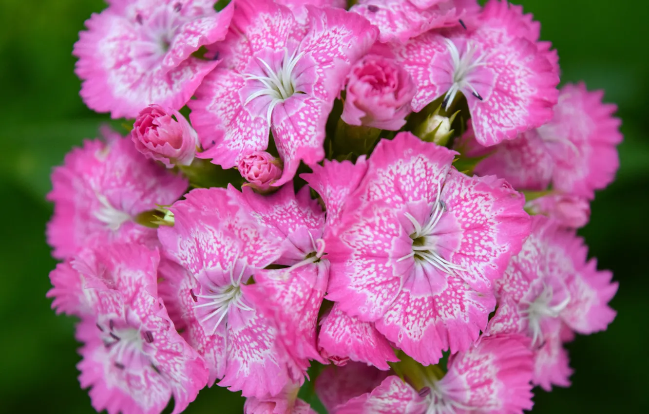 Photo wallpaper flower, summer, pink, widescreen, macro flowers nature