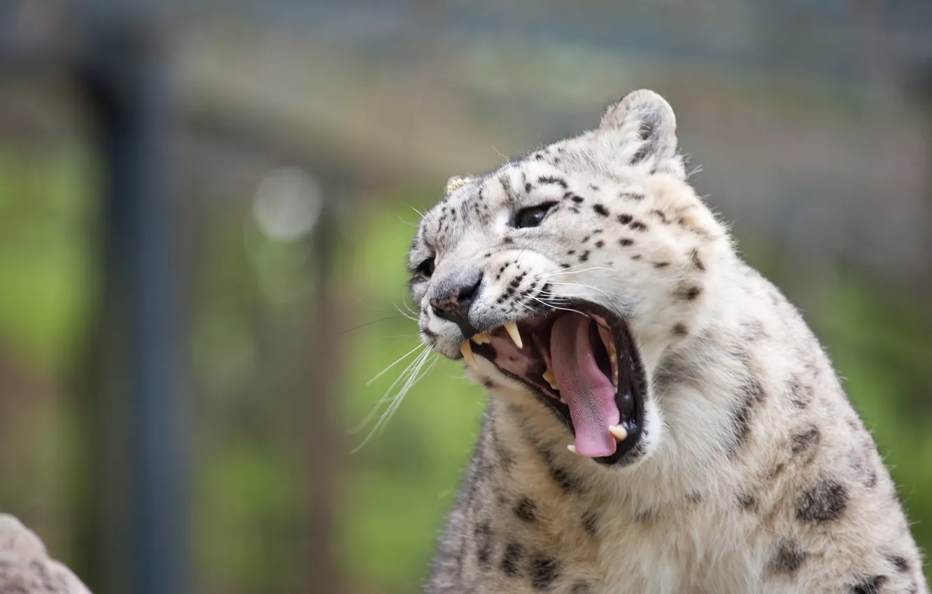 Photo wallpaper cat, mouth, fangs, IRBIS, snow leopard