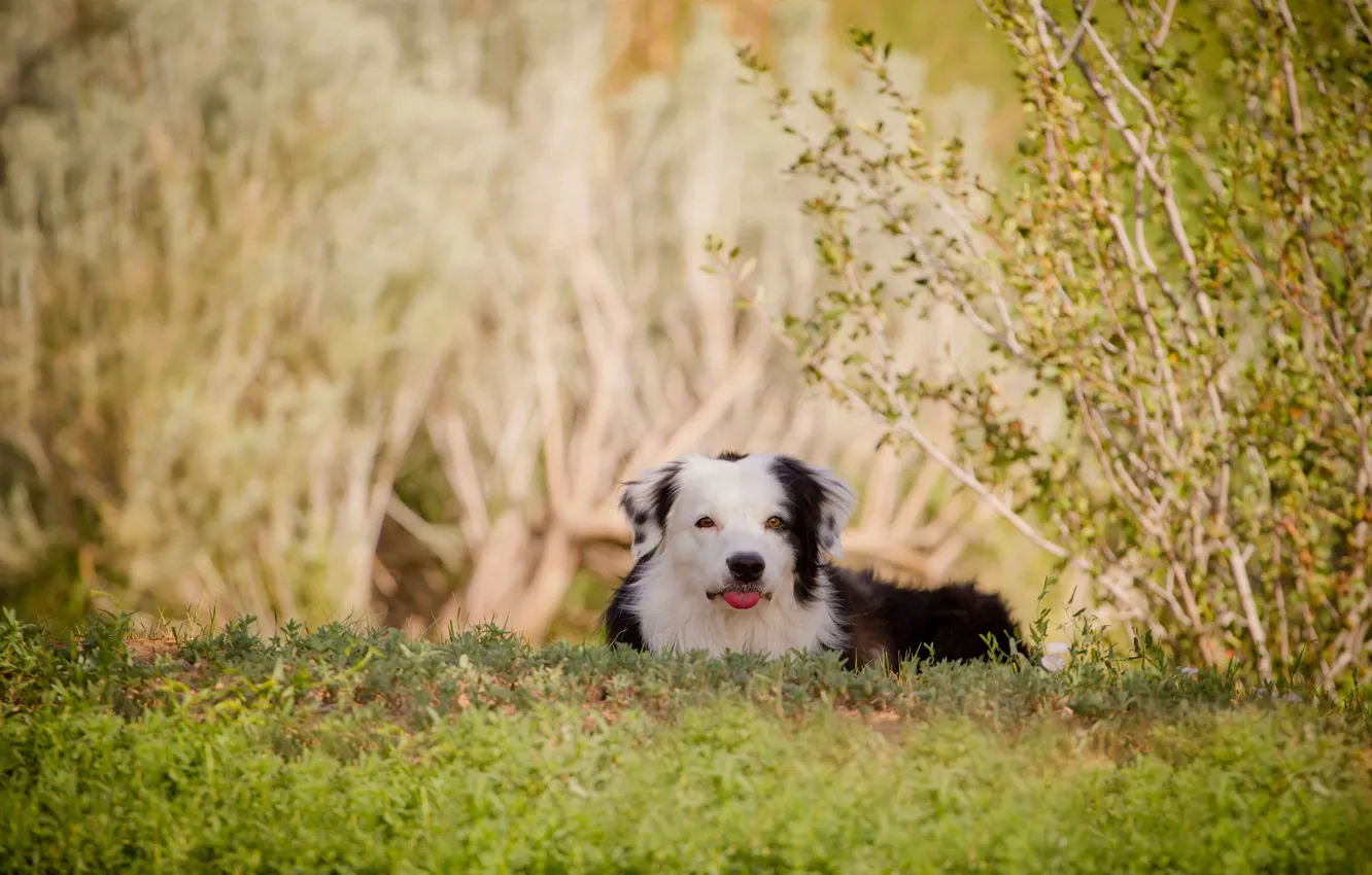 Photo wallpaper summer, nature, dog