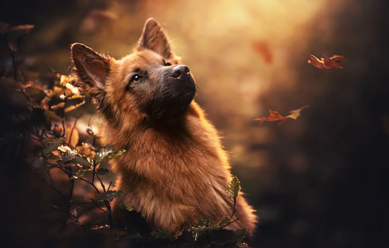 Photo wallpaper autumn, face, leaves, dog, bokeh, shepherd