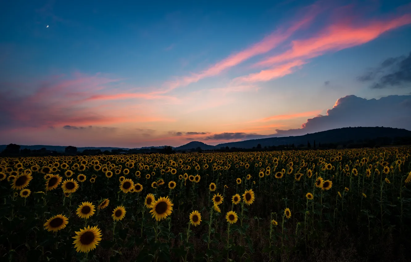 Photo wallpaper field, summer, the sky, sunflowers, sunset, the evening, twilight