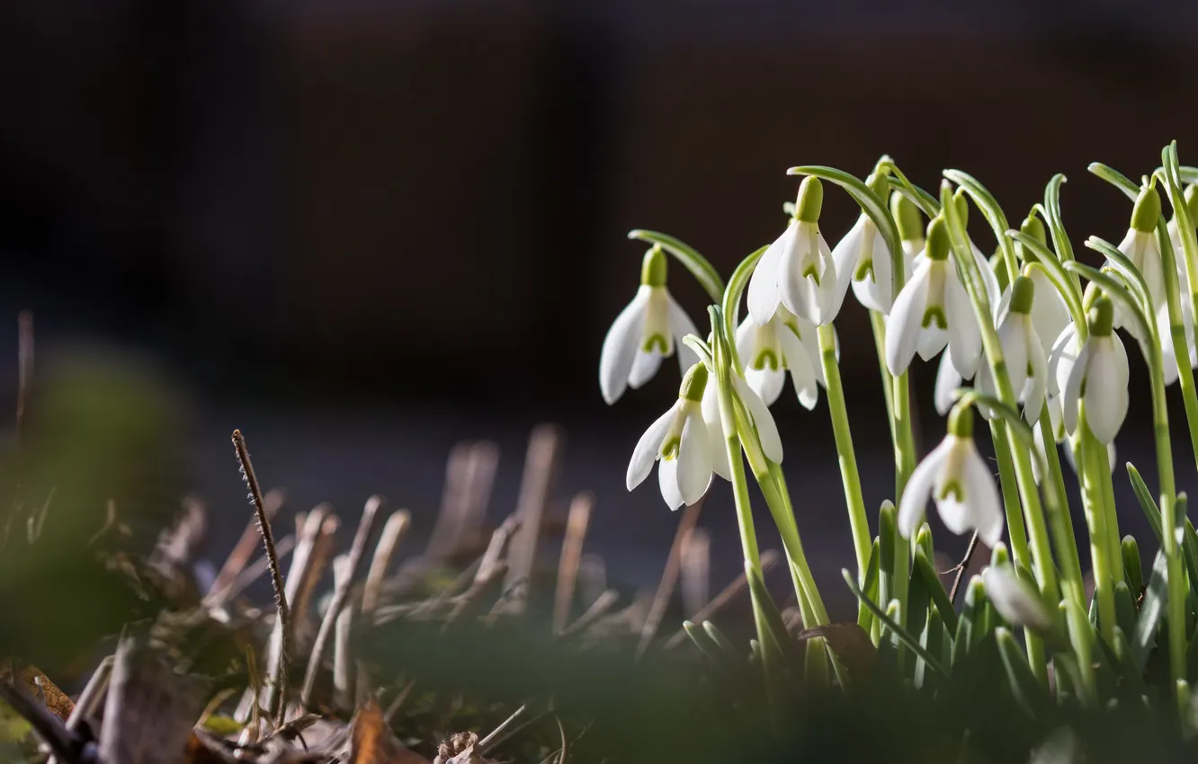 Photo wallpaper light, flowers, branches, the dark background, glade, spring, snowdrops, white