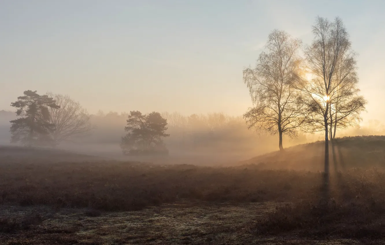 Photo wallpaper rays, light, trees, nature, fog, morning