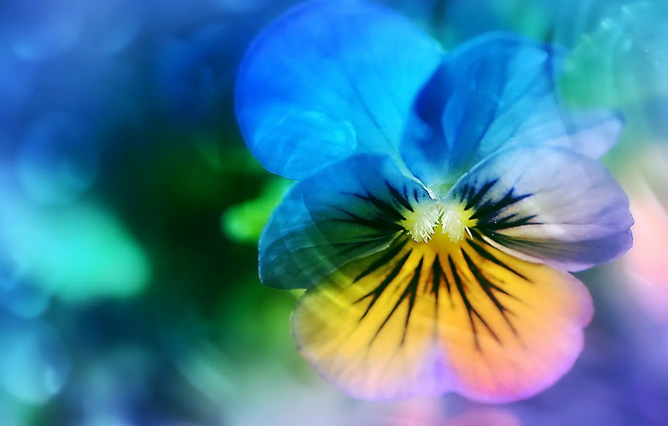 Photo wallpaper macro, Pansy, viola