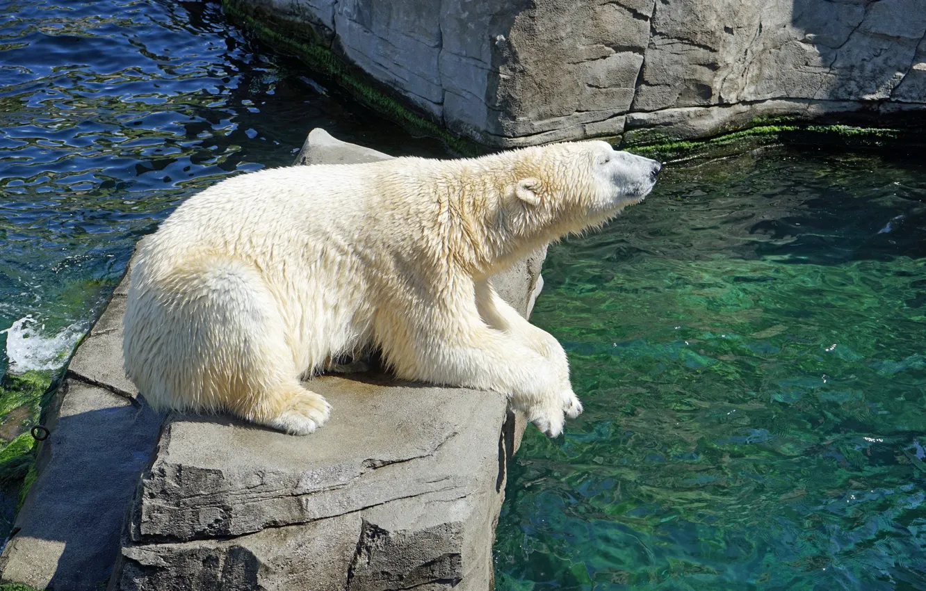 Photo wallpaper water, fur, polar bear, fauna