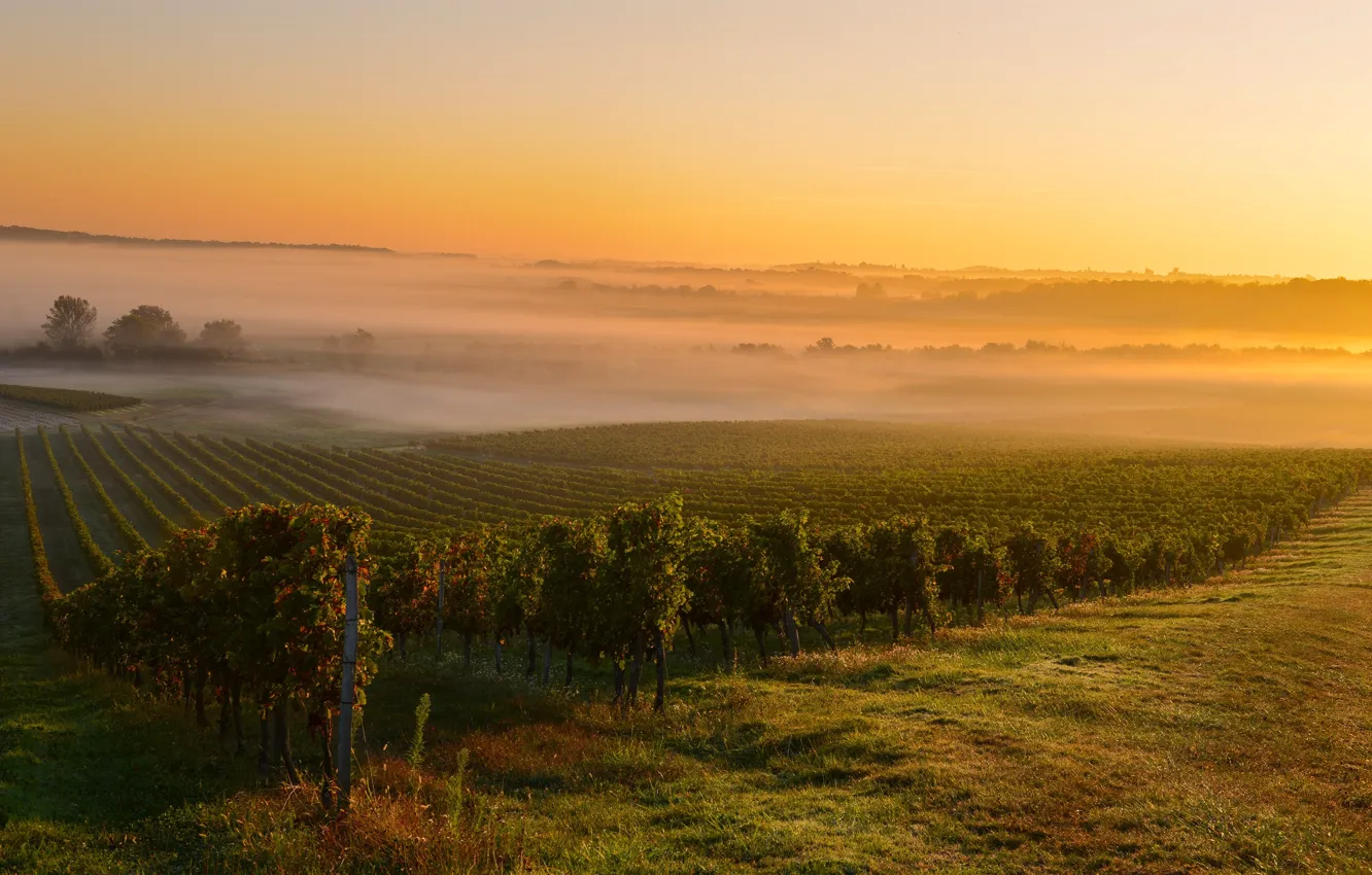 Photo wallpaper fog, France, France, Bordeaux, mist, Bordeaux, Sunrise in the vineyard, Sunrise at a vineyard