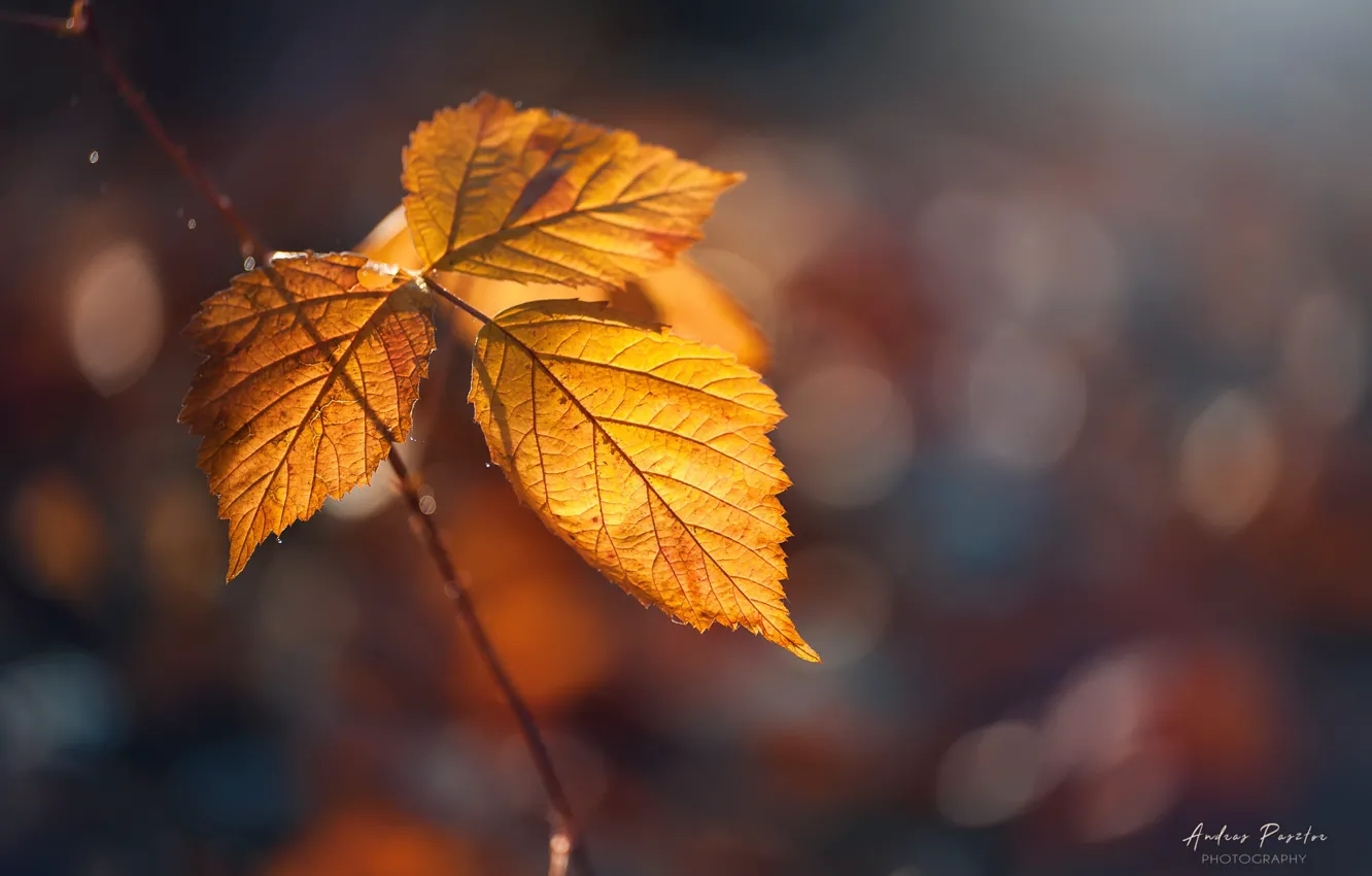 Photo wallpaper autumn, leaves, bokeh, Andrаs Pаsztor