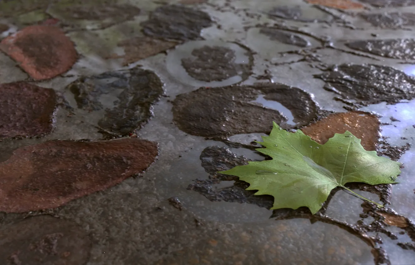 Photo wallpaper water, sheet, green, rain, earth, art, puddles