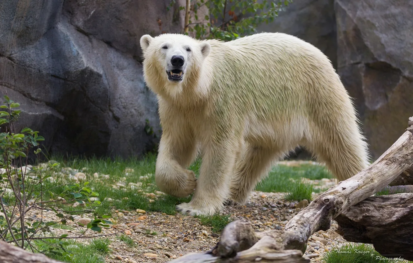 Photo wallpaper predator, polar bear, zoo, polar bear