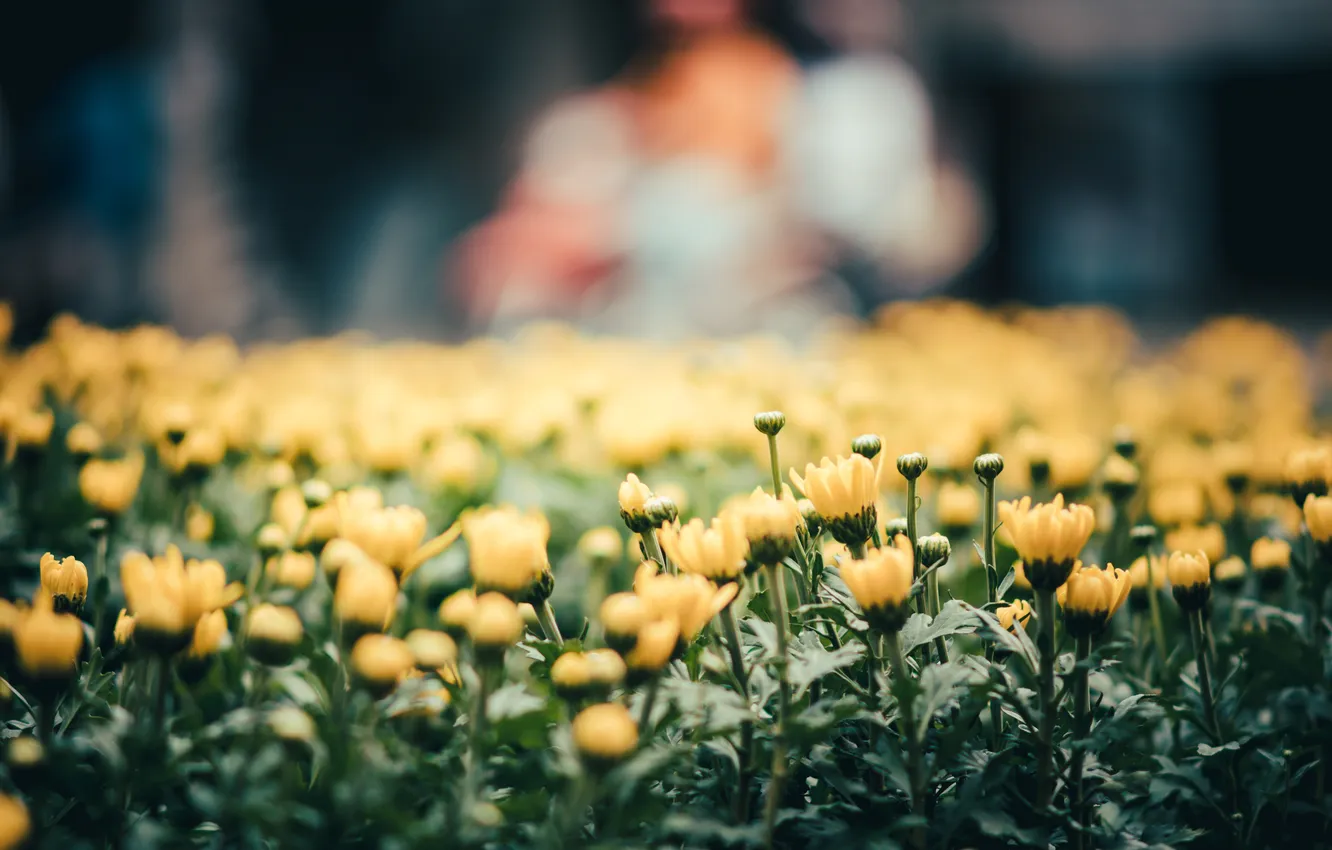 Photo wallpaper flowers, yellow, petals