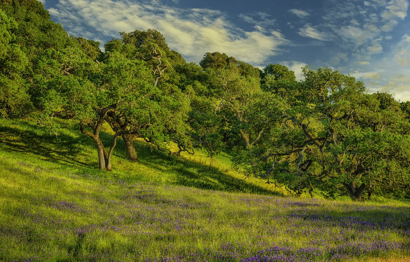 Photo wallpaper trees, flowers, meadow, lupins