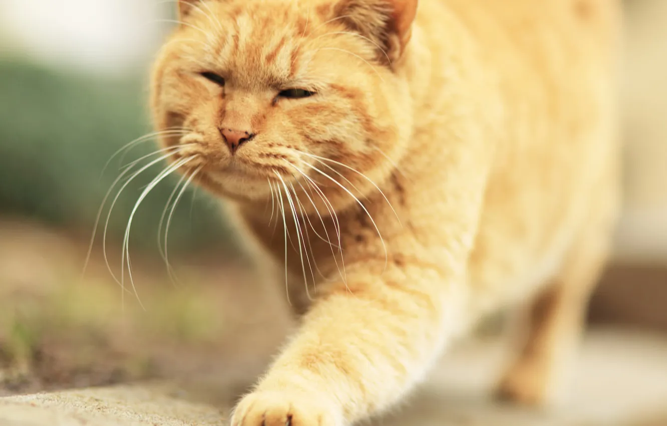 Photo wallpaper mustache, paws, red, Tomcat