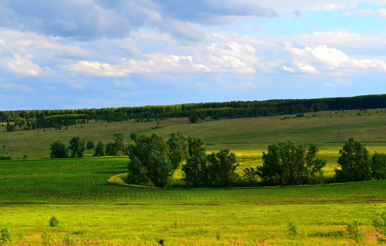 Photo wallpaper field, forest, summer, grass, clouds, trees, space
