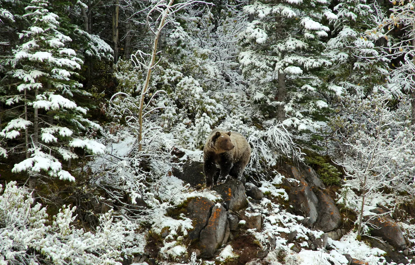 Photo wallpaper snow, nature, bear