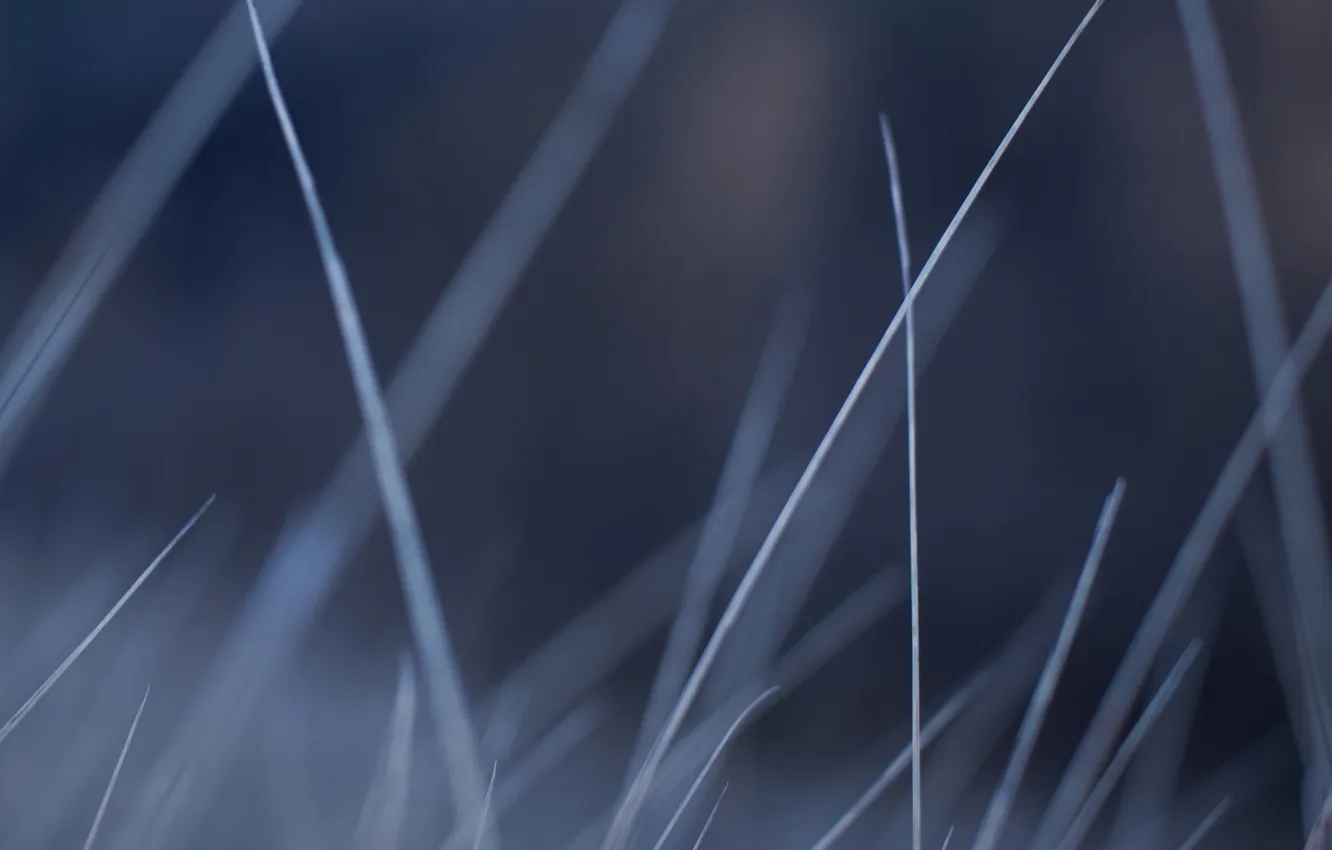 Photo wallpaper field, grass, stem, a blade of grass, stems