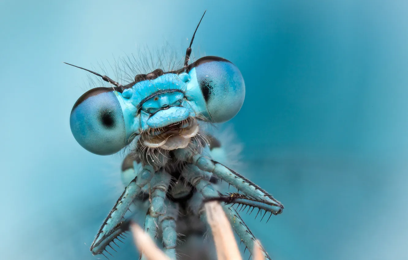 Photo wallpaper eyes, background, portrait, dragonfly, antennae