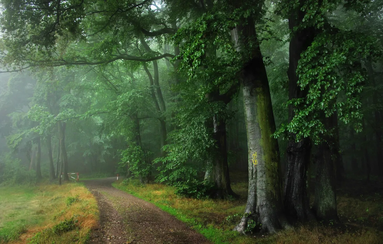 Photo wallpaper road, forest, summer, fog, rain, Germany, Odenwald