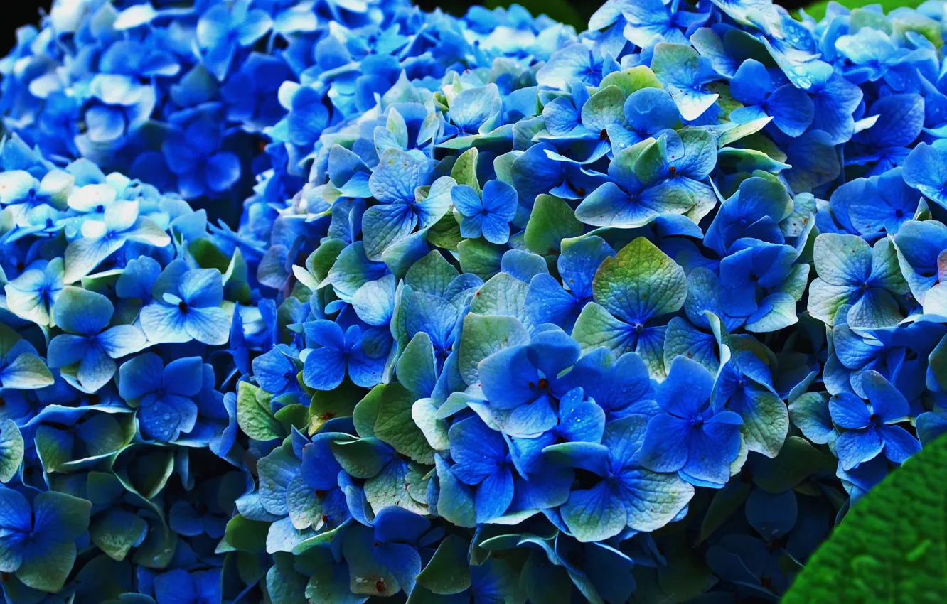 Photo wallpaper flowers, petals, flowering, blue, inflorescence, hydrangea