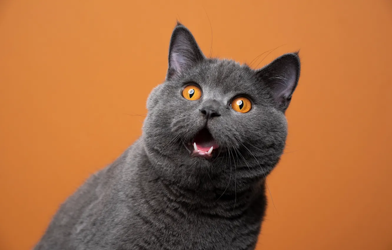 Photo wallpaper language, cat, cat, grey, portrait, surprise, mouth, fangs