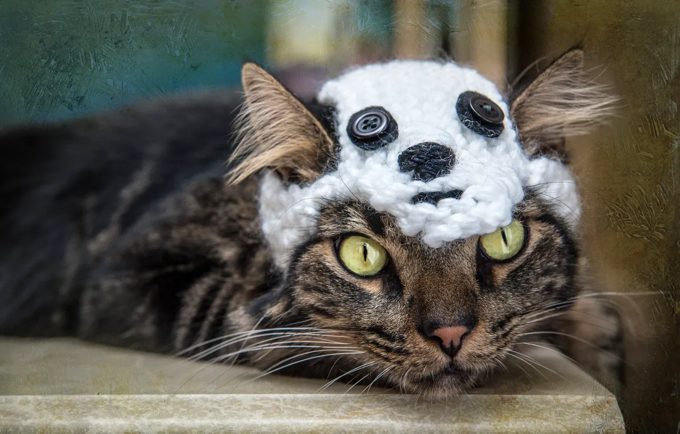 Photo wallpaper cat, cat, look, face, grey, background, model, hat