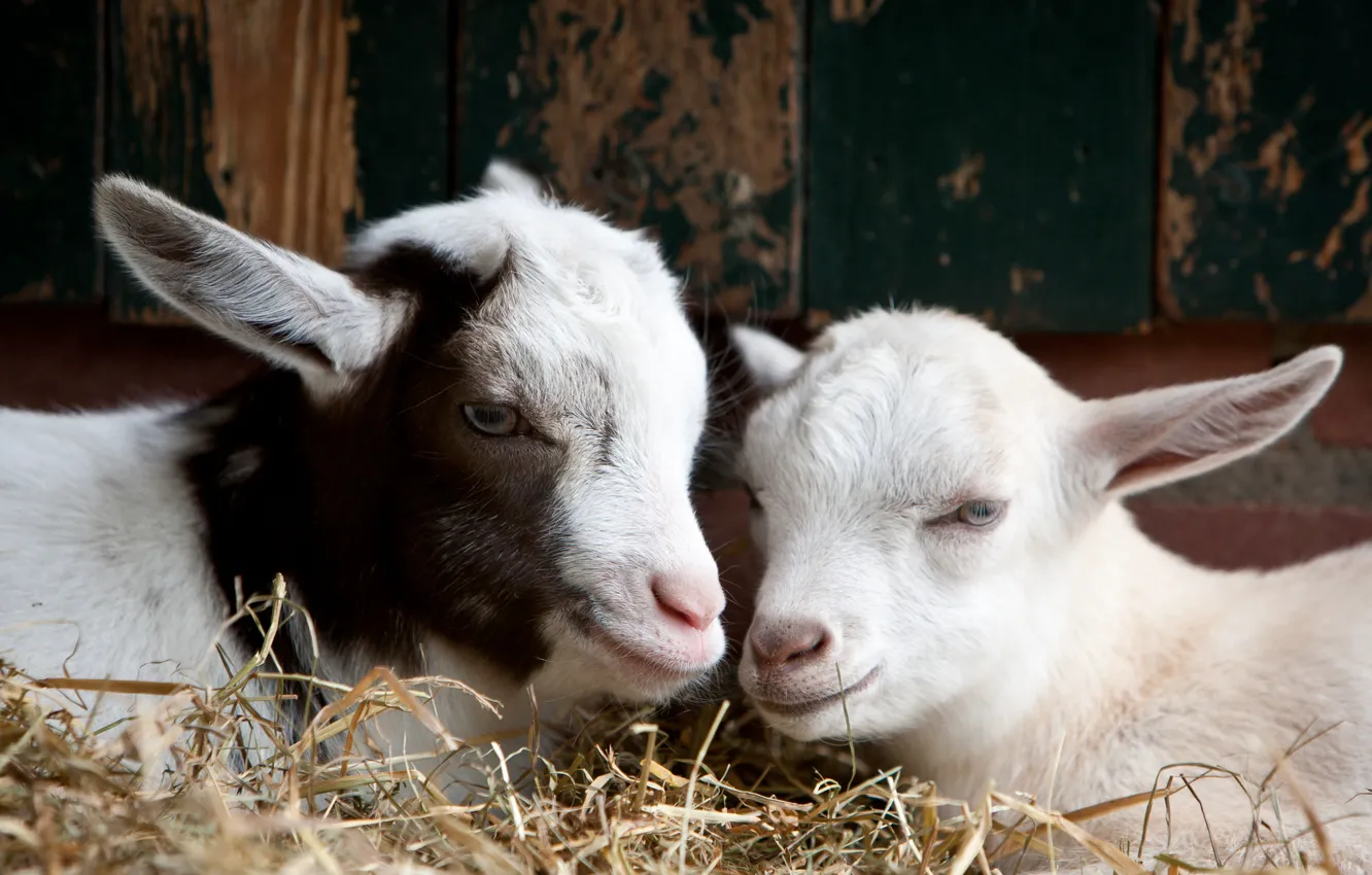 Photo wallpaper hay, pair, cub, goat, goat