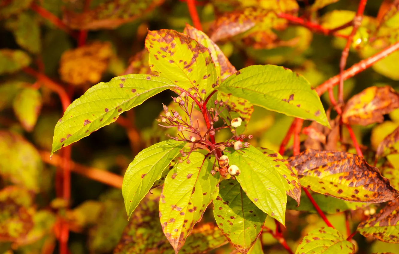 Photo wallpaper leafs, color, twigs