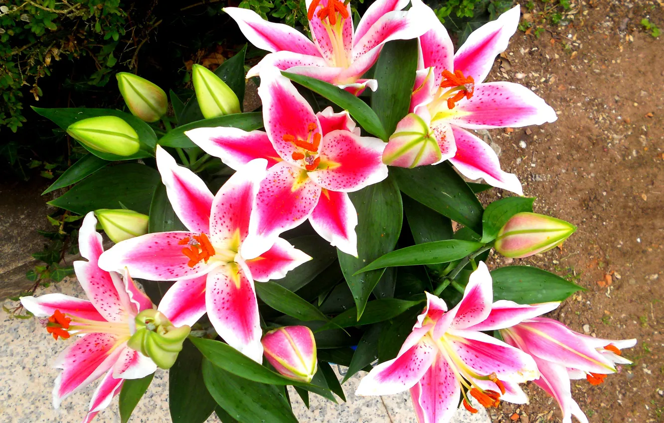 Photo wallpaper flowers, Lily, pink lilies