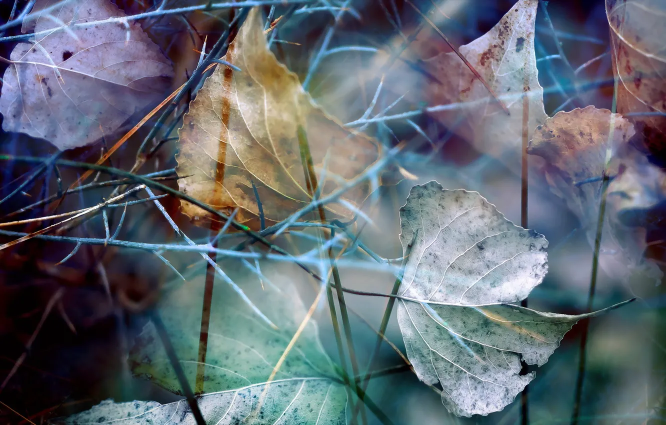 Photo wallpaper leaves, macro, nature