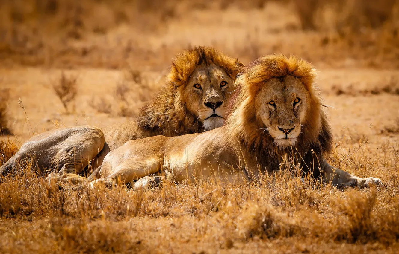 Photo wallpaper field, grass, look, face, light, stay, Leo, Savannah