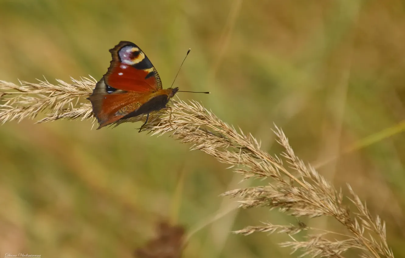 Photo wallpaper macro, butterfly, peacock